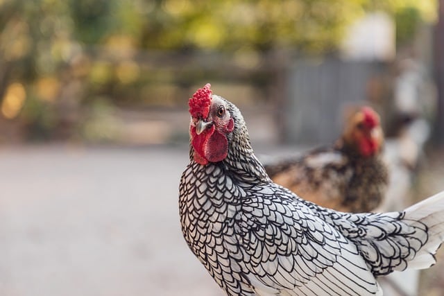 Quelles sont les caractéristiques et le prix d une poule wyandotte pour